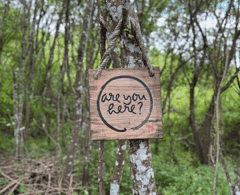 Cultural Influences and the Achievement of Professional Goals